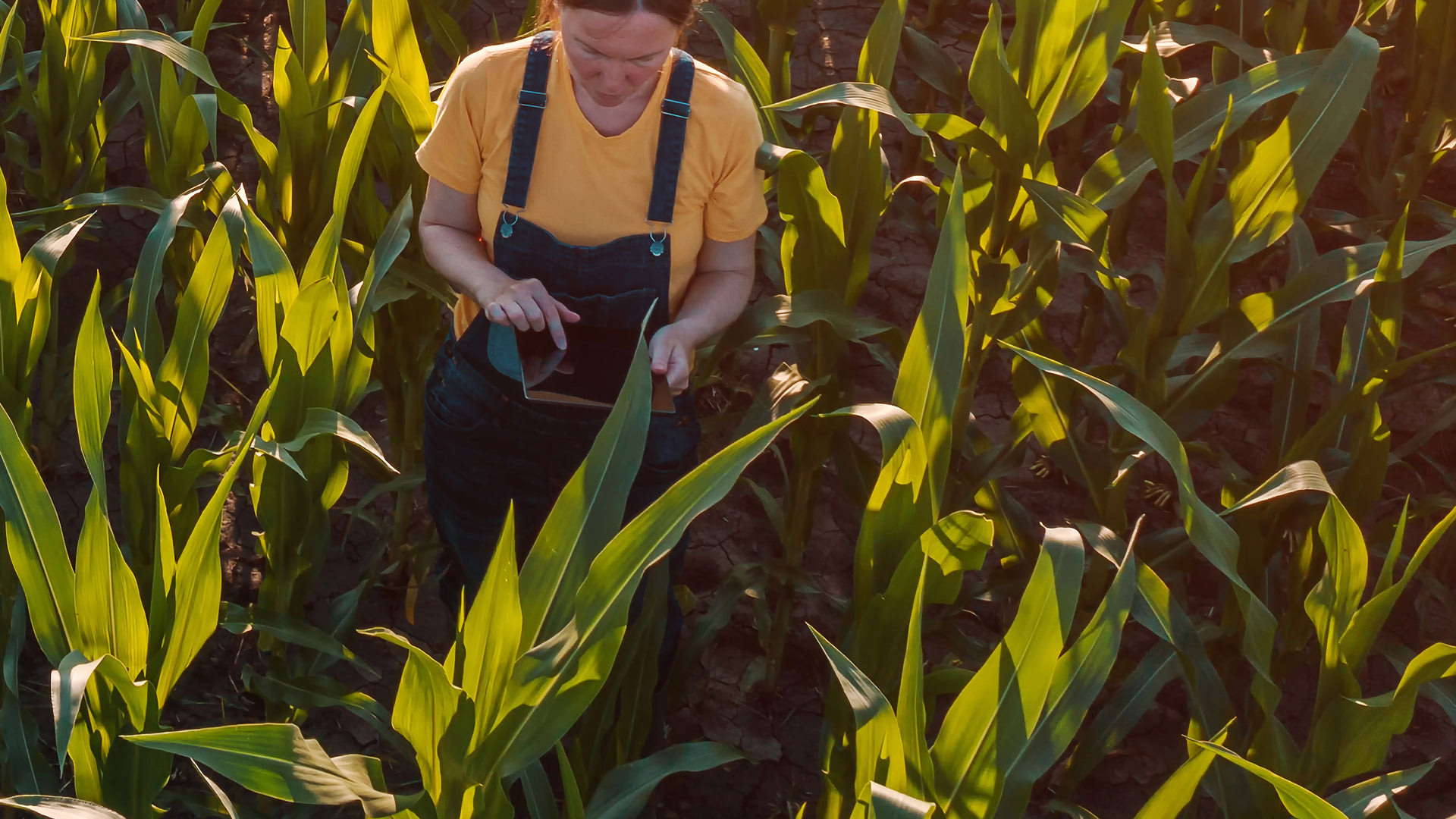 Utilizadora do SMOS a consultar dados no terreno